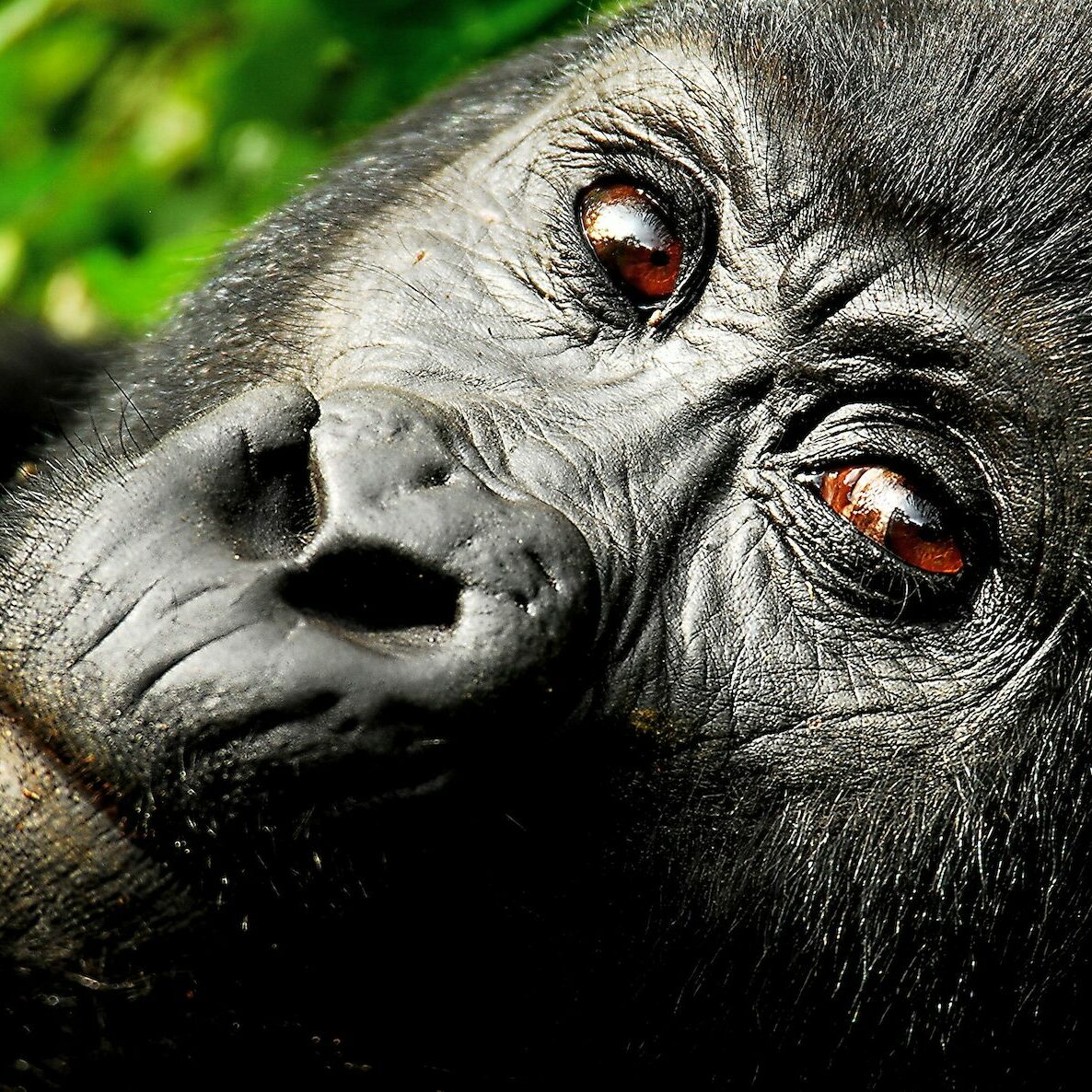 Uganda, mucho más que gorilas