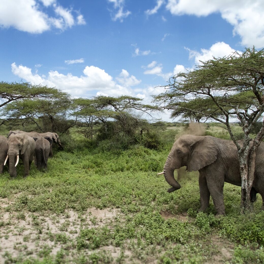 Tanzania, Serengeti