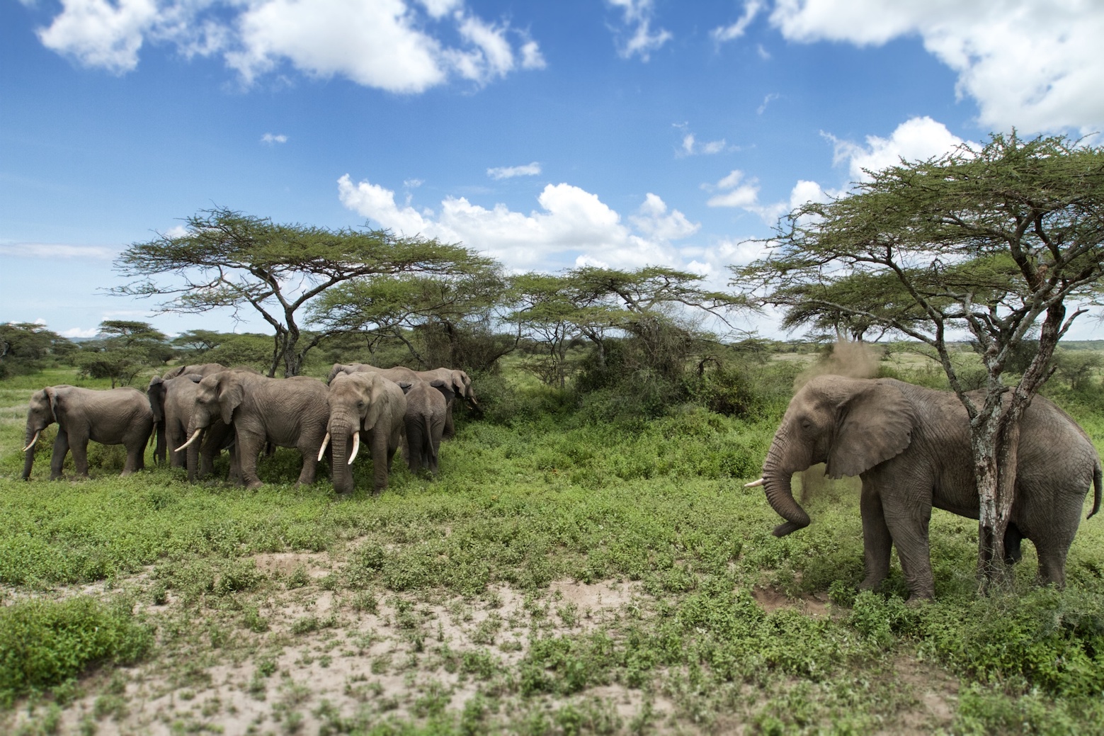 Tanzania, Serengeti