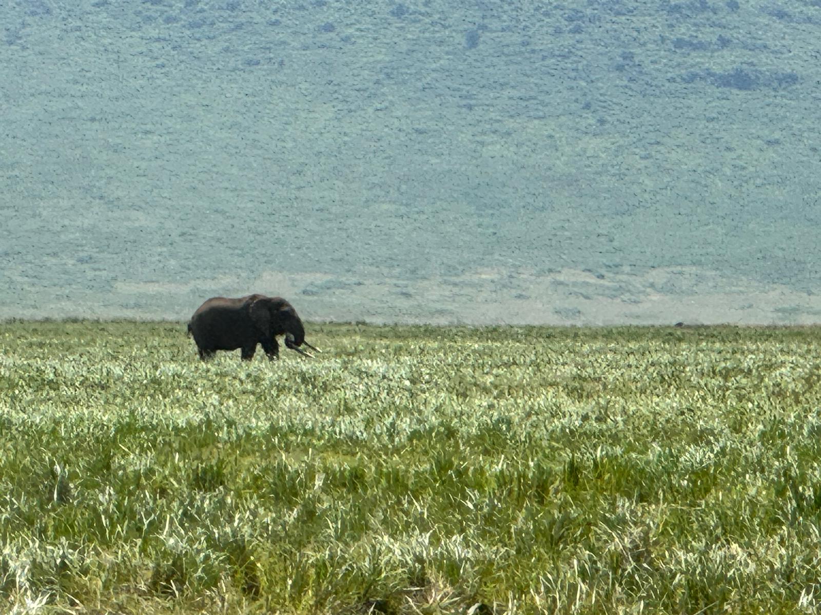 Tanzania, elefante