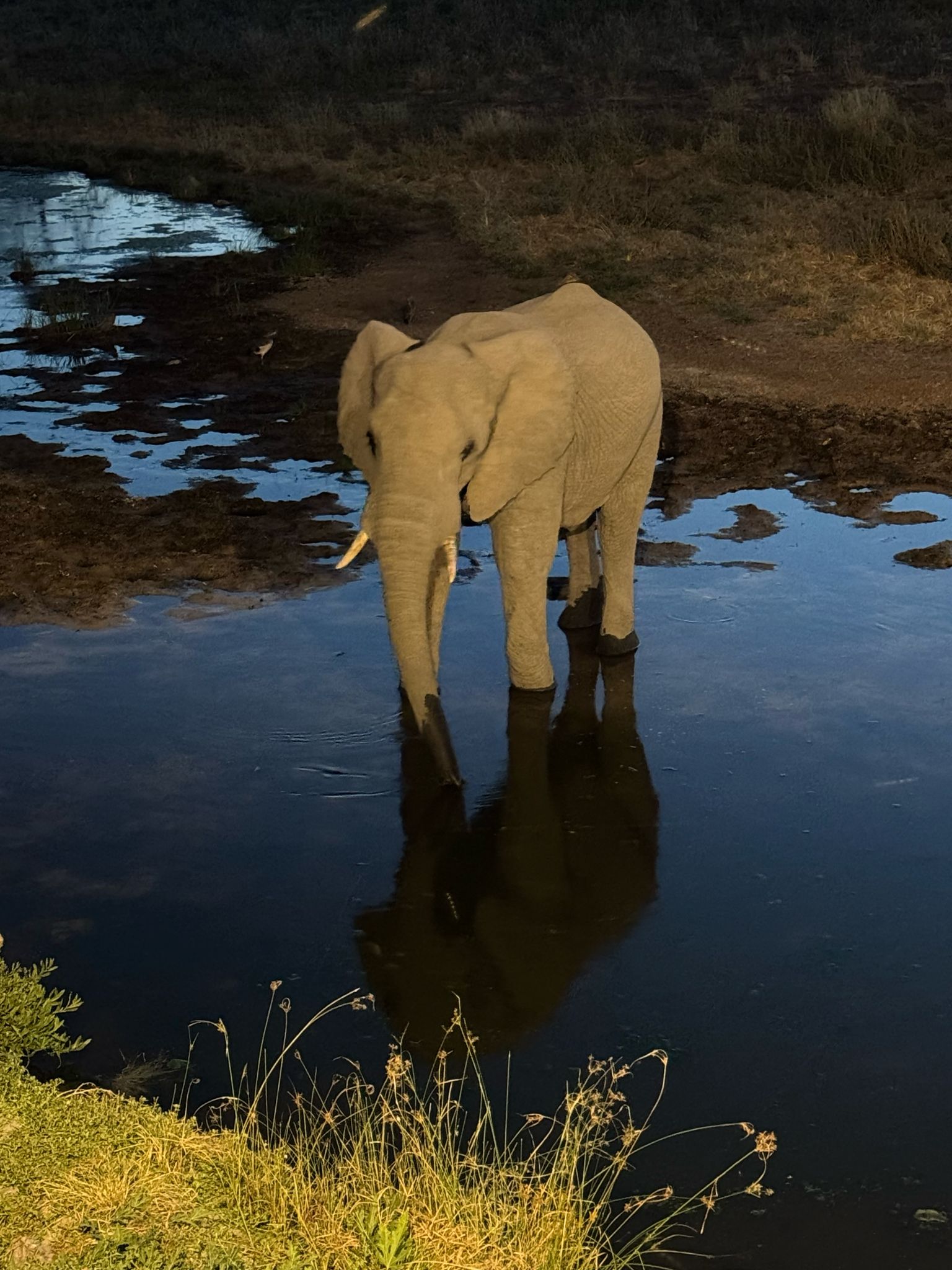 Elefante en Botswana