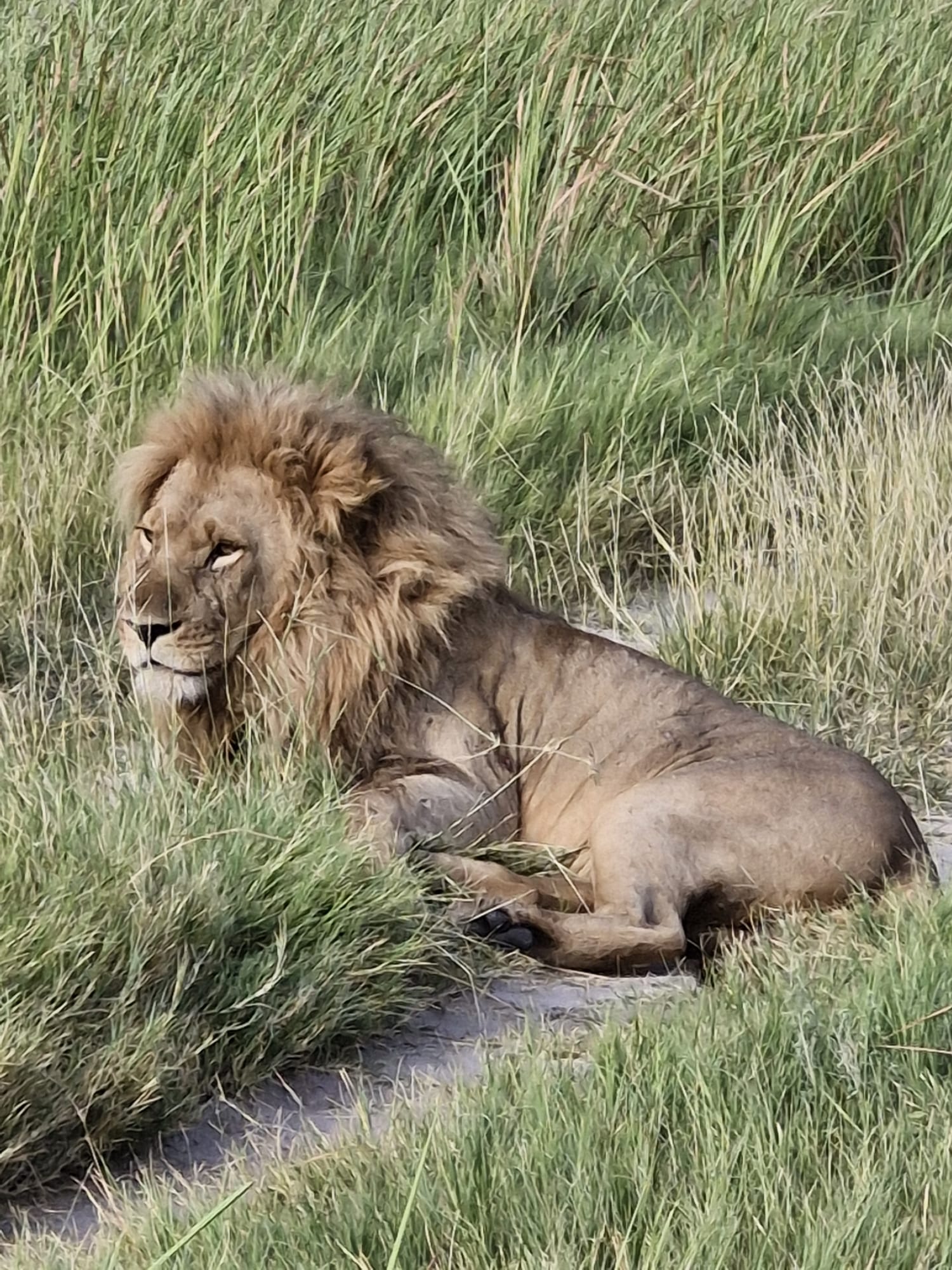 León en Botswana