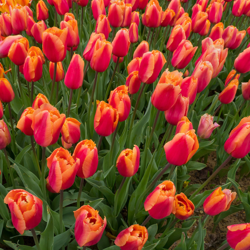 tulipanes en Estambul