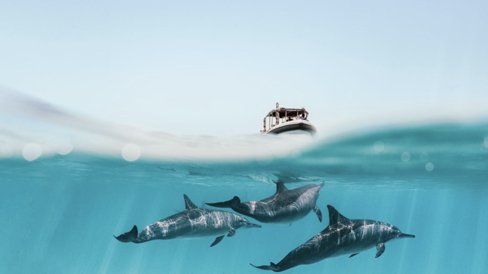 Dive en arabia saudita