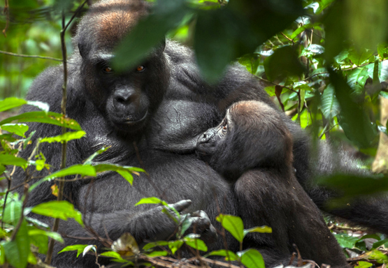 Gabón, gorila de llanura